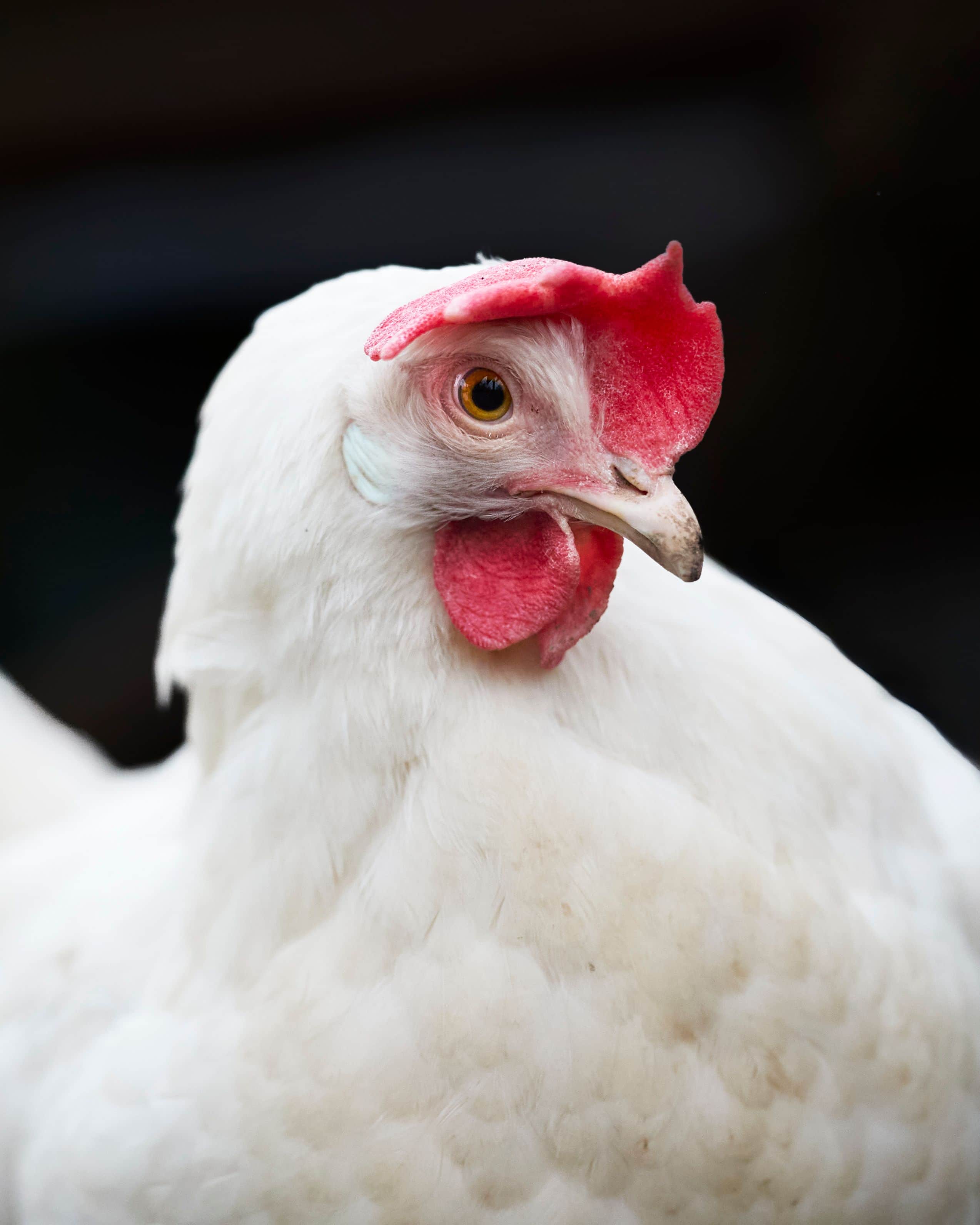 Ayam putih hidup di peternakan